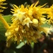 Palicourea coriacea - Photo (c) nahrbi, todos los derechos reservados