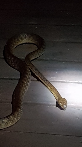 Brown Tree Snake sighting