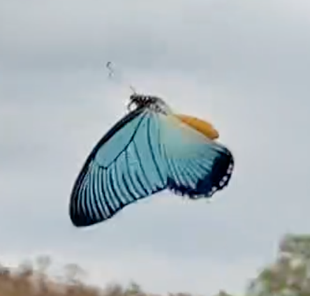 ザルモクシスオオアゲハ (Papilio zalmoxis) · iNaturalist