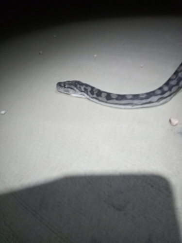 Inland Carpet Python sighting