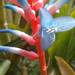Ronnbergia drakeana - Photo 由 maria orellana 所上傳的 (c) maria orellana，保留所有權利