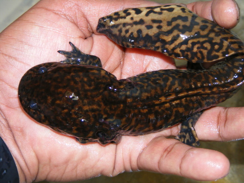 Anderson's Salamander