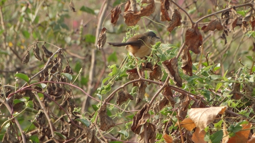 Ashy Prinia