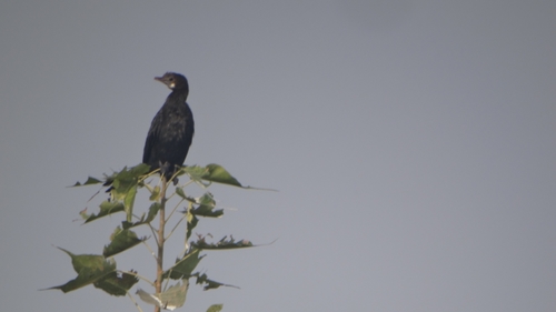 Little Cormorant
