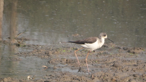 Black-winged Stilt