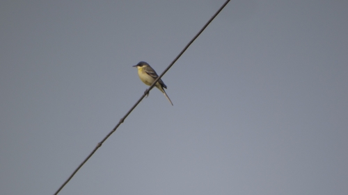Eastern Yellow Wagtail