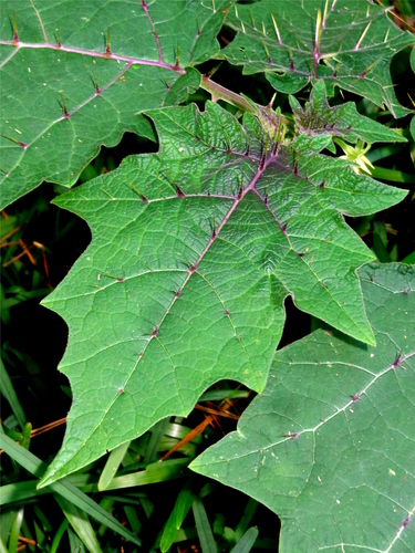 Solanum myriacanthum Dunal