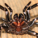 Sydney Funnel-web Spider - Photo (c) Ruth Spigelman, all rights reserved, uploaded by Ruth Spigelman