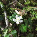 Coptis quinquefolia - Photo (c) Satoshi Toyoshima, all rights reserved, uploaded by Satoshi Toyoshima