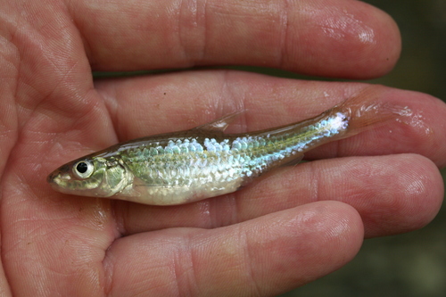 Silverjaw Minnow