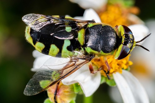 Hedriodiscus truquii (Bellardi, 1859)