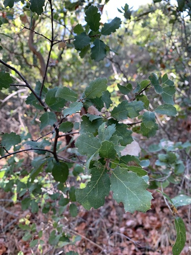 iNaturalist observation photo of Dumosae