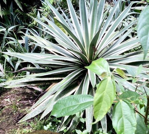 Agave image