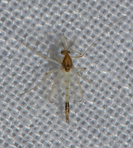 Stenochironomus totifuscus