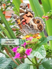 Vanessa virginiensis image