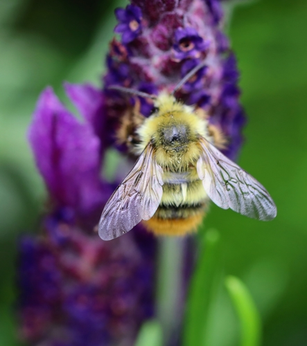 Fuzzy-Horned Bumble Bee