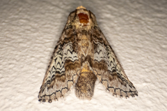 Sericochroa luculenta image