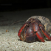Caribbean Land Hermit Crab - Photo (c) ivanparr, all rights reserved, uploaded by ivanparr