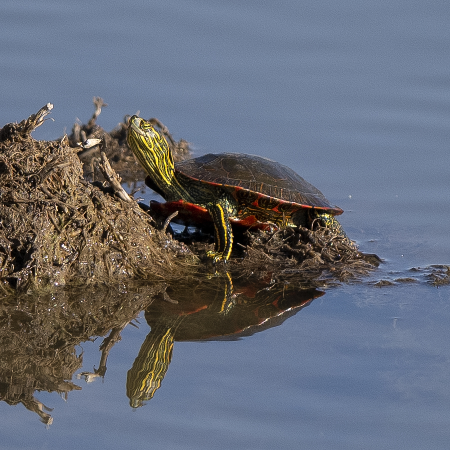 Painted Turtle from Hamilton County, NE, USA on November 05, 2020 at 02 ...