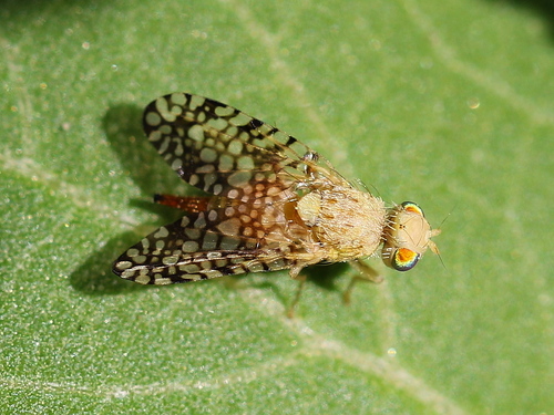 Euaresta aequalis (Loew, 1862)
