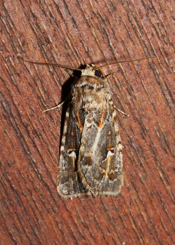 Proteuxoa florescens Walker, 1857