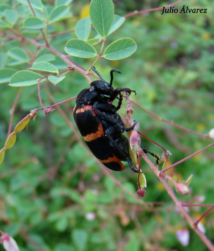 Subfamily Tetraonycinae · iNaturalist