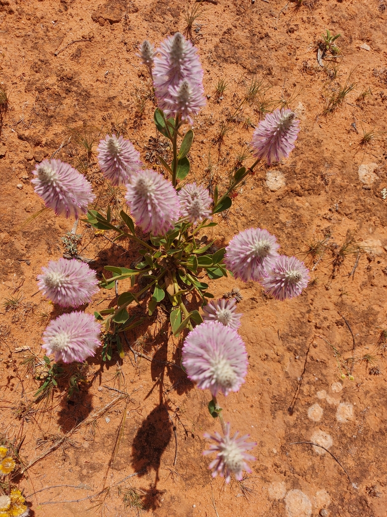 Amaranth family (Family Amaranthaceae)  iNaturalist
