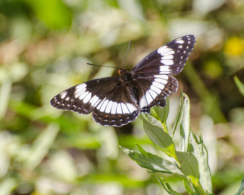 Weidemeyer's Admiral
