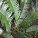 Encephalartos villosus - Photo (c) Teresa Msweli, todos los derechos reservados, uploaded by Teresa Msweli