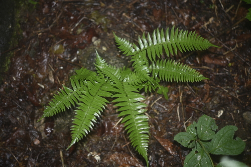 Polystichum tripteron