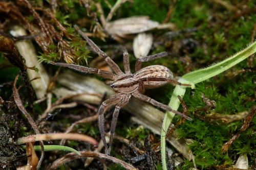 Zora spinimana