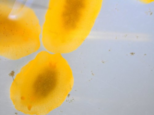 lemon drop
