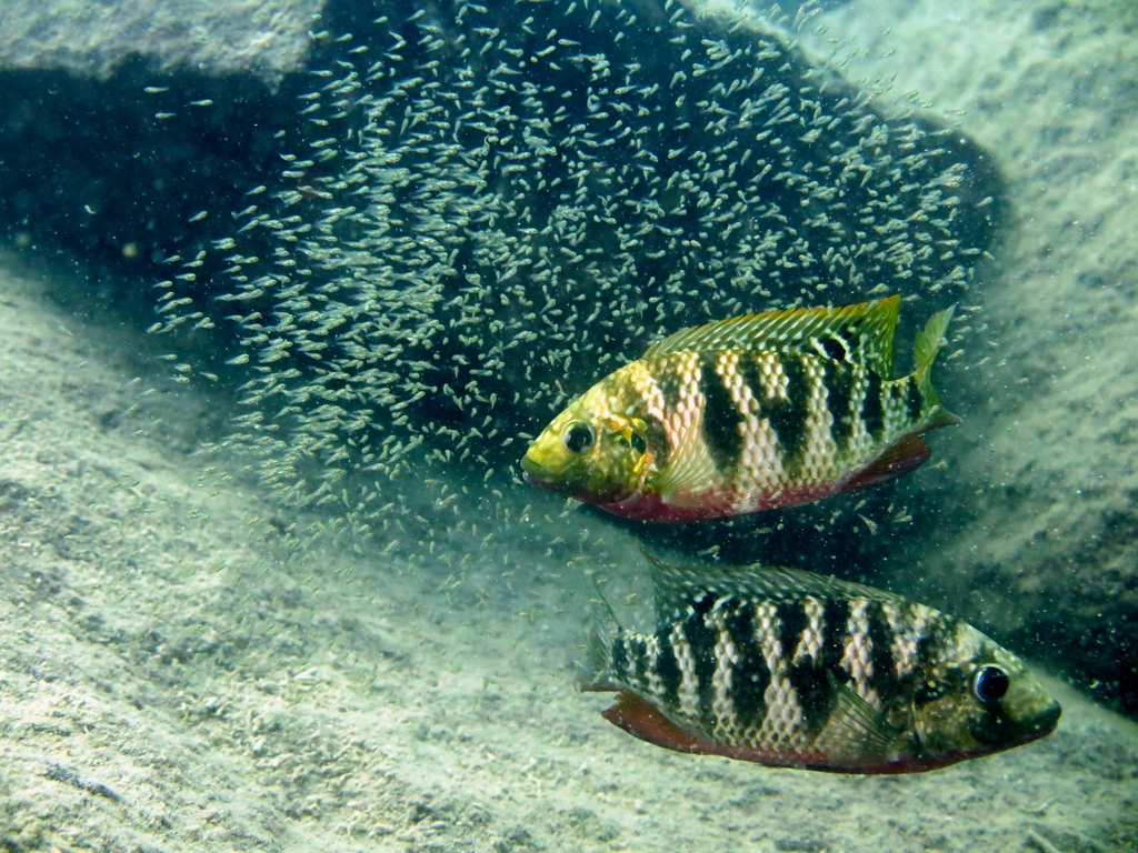 Redbreast tilapia from Lake Malawi, MWMG, MW on September 25, 2019 at