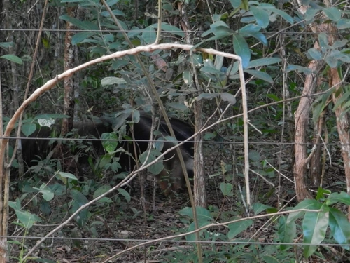 Giant Anteater