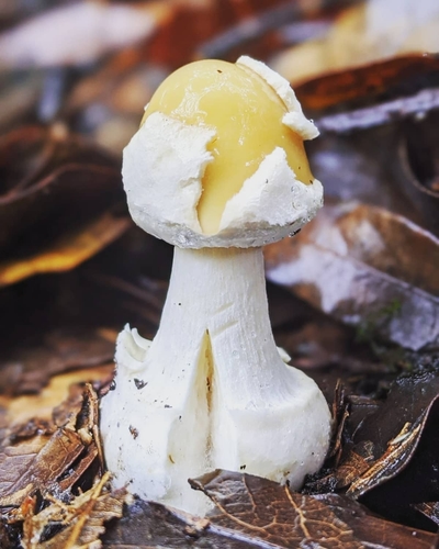 Cottony Volva Amanita