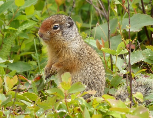 Columbian Ground Squirrel