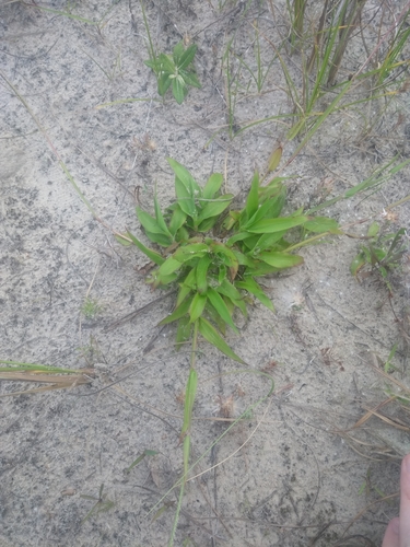 Paspalum arenarium