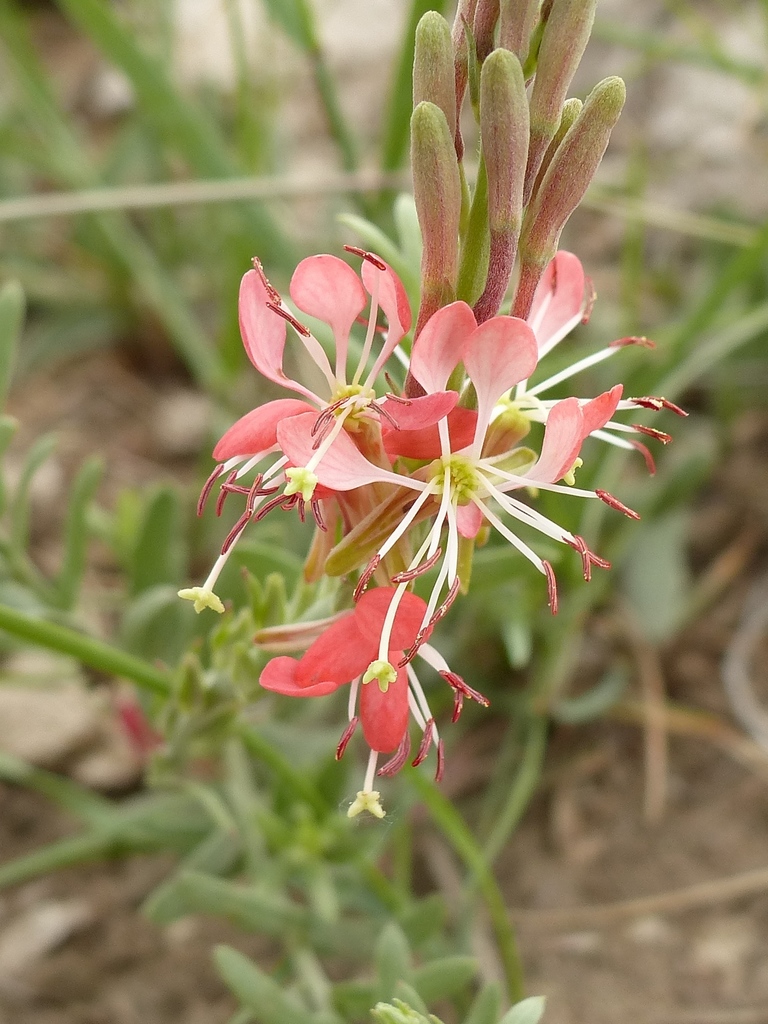 Evening primrose
