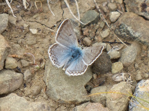 Arctic Blue
