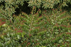 Image of Perrottetia longistylis