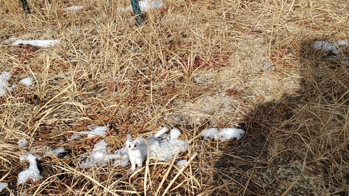 iNaturalist observation photo of American Ermine