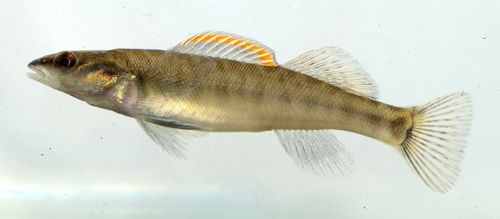 Slenderhead Darter