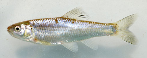 Bluntface Shiner