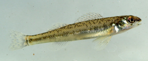 Channel Darter