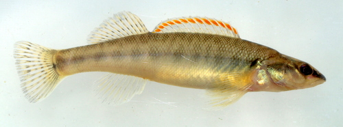 Slenderhead Darter