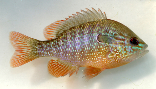 Longear Sunfish