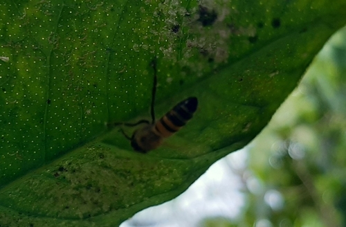 photo of Western Honey Bee (Apis mellifera)