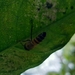 photo of Western Honey Bee (Apis mellifera)