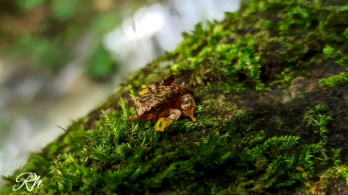 Sumichrast's Tree Frog