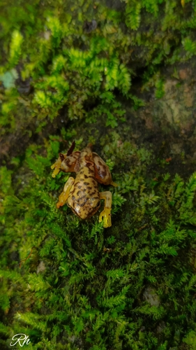 Sumichrast's Tree Frog